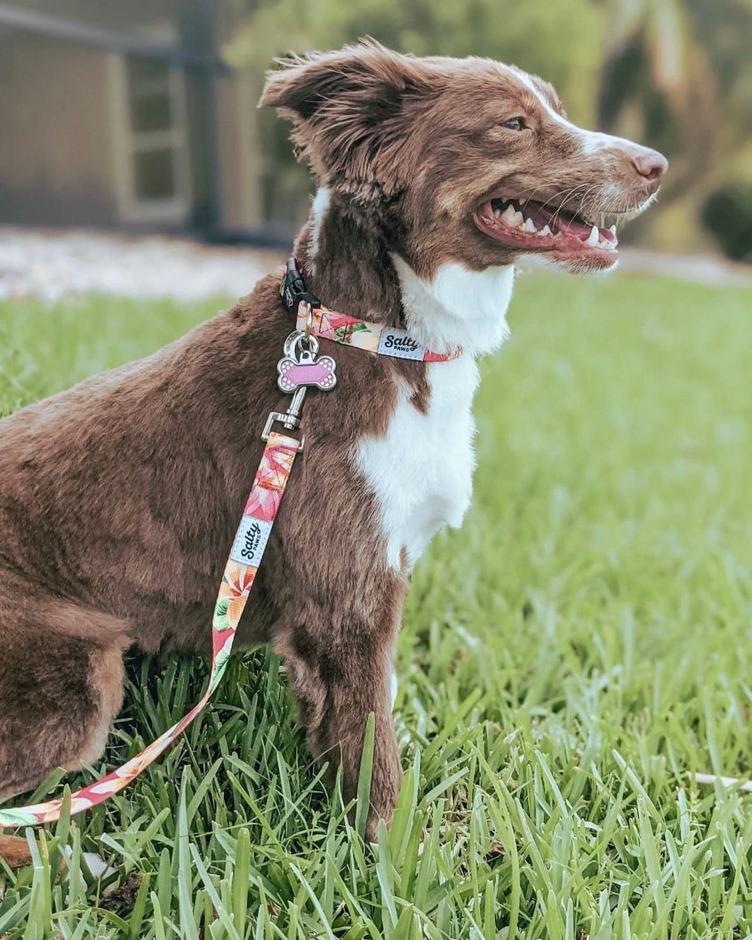 Girl dog wearing pink floral Salty Paws matching collar and leash — coastal style