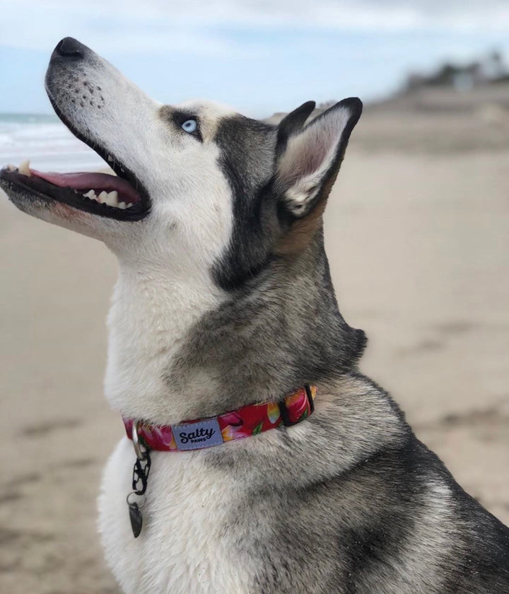 Husky girl dog wearing pink floral Salty Paws Hawaiian collar outdoors