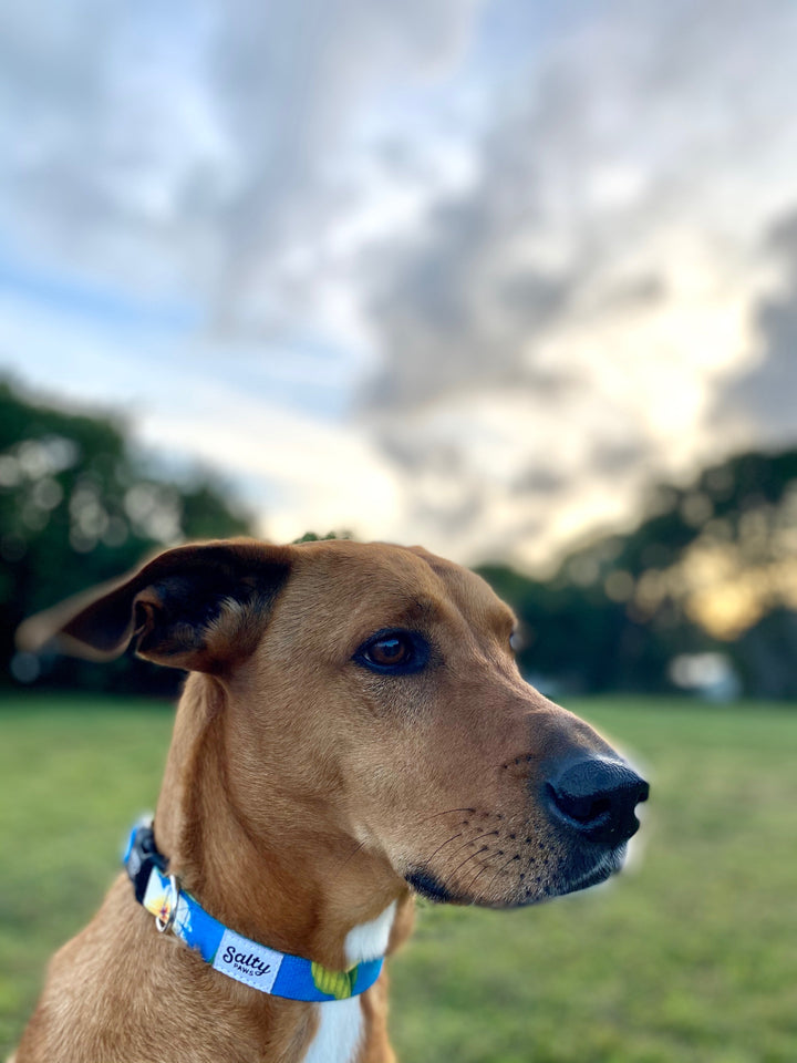 Blue Plumeria boy dog collar lifestyle — Salty Paws coastal brand for medium dogs