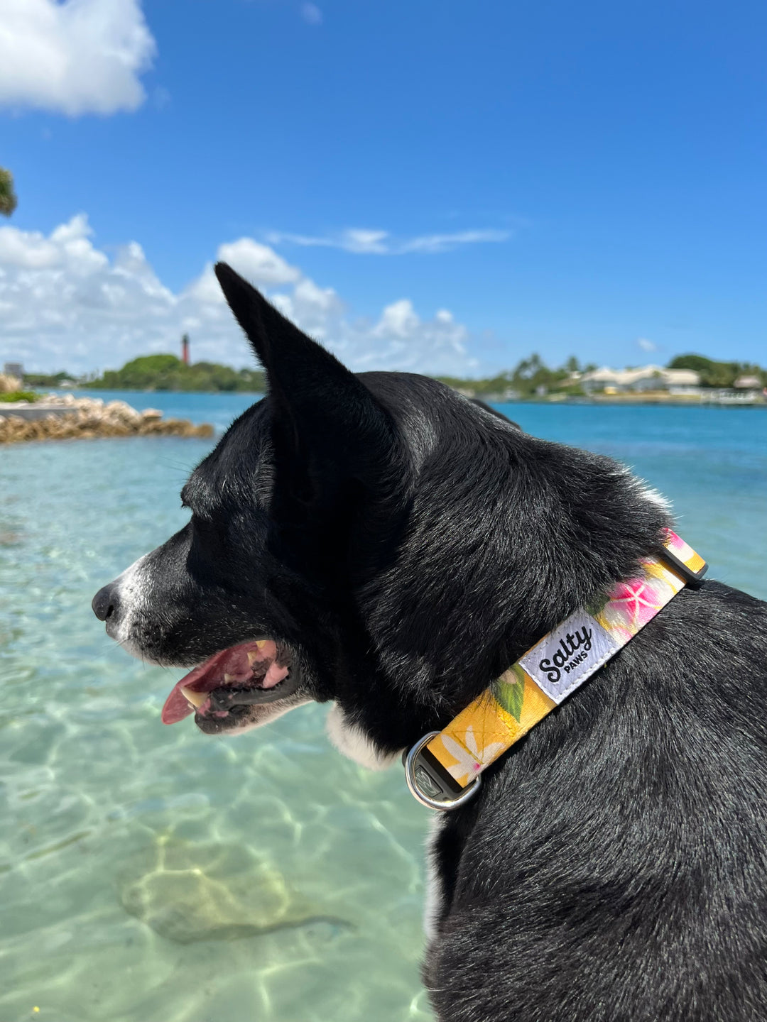 salty-paws-tropical-yellow-dog-collar-beach-lighthouse
