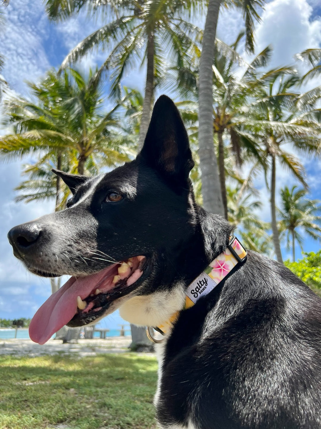 salty-paws-yellow-tropical-dog-collar-palm -trees

