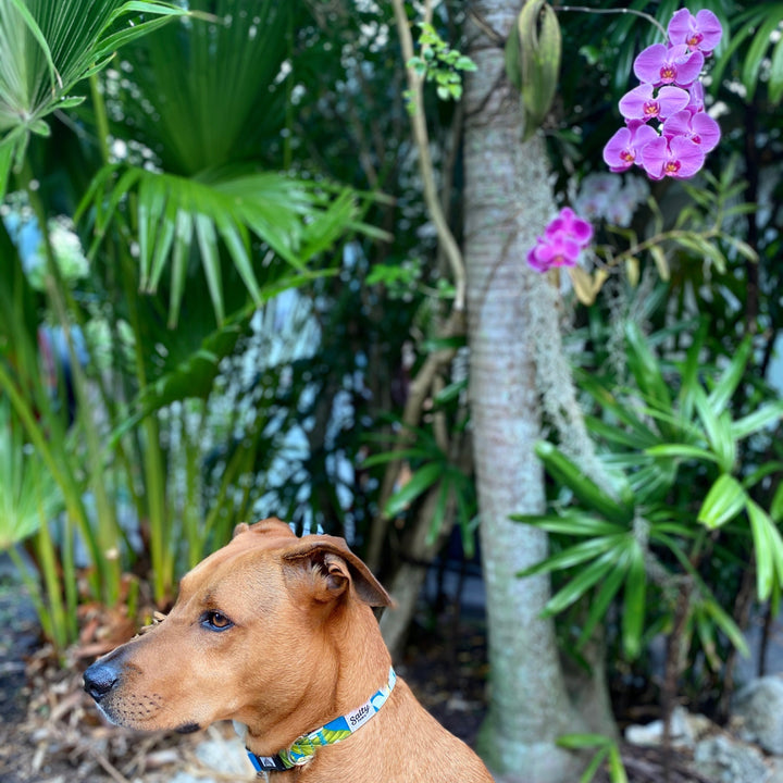 Brown medium boy dog wearing Salty Paws Blue Plumeria collar — coastal style